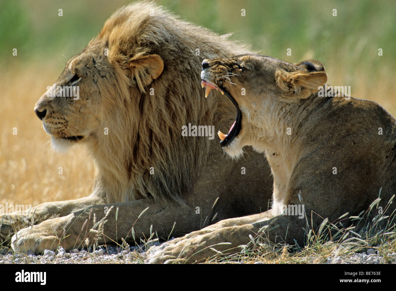 Lions (Panthera leo Stock Photo - Alamy
