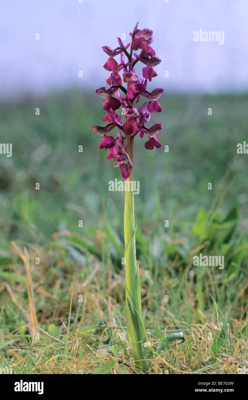 Green-winged Orchid (Orchis morio) Stock Photo