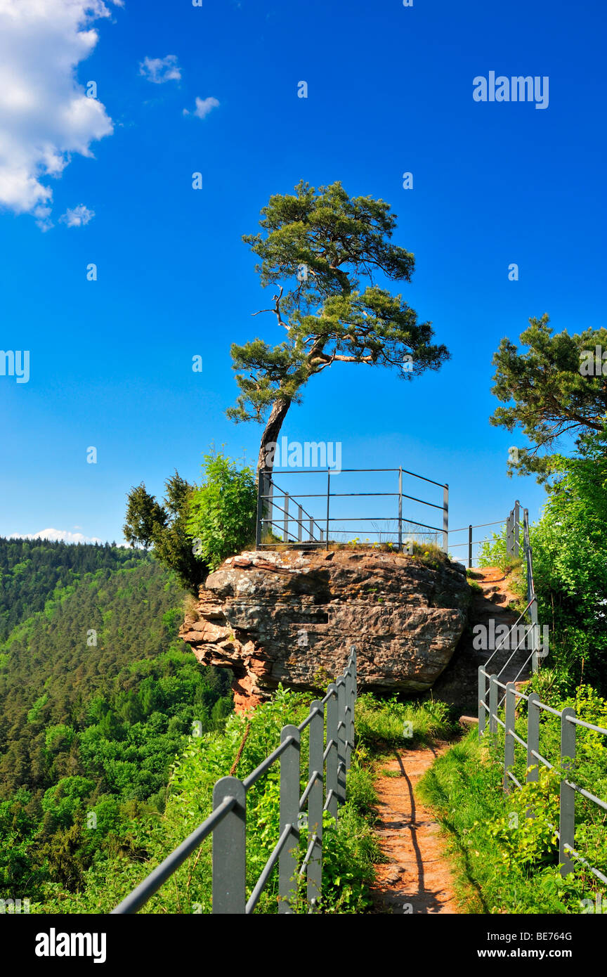 Viewing platform with pines at the Guttenberg castle ruins, Oberotterbach, Naturpark Pfaelzerwald nature reserve, Palatinate, R Stock Photo