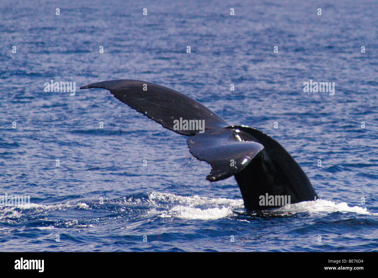 Humpback whale diving off the coast of Maui Stock Photo - Alamy