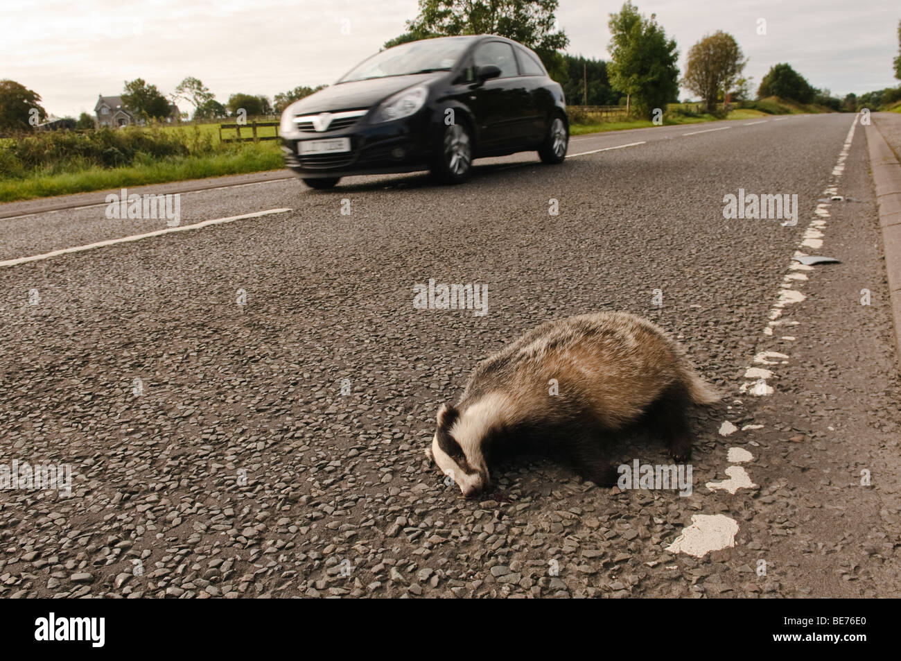Badger death hires stock photography and images Alamy