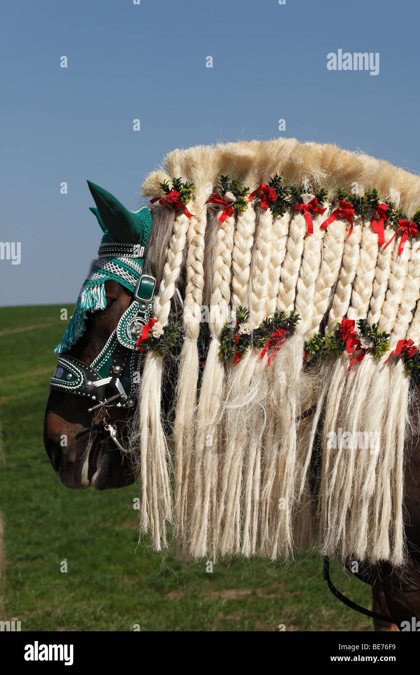 Decorated horse, Georgiritt, George's Ride, Easter procession, Traunstein, Chiemgau, Upper Bavaria, Bavaria, Germany, Europe Stock Photo