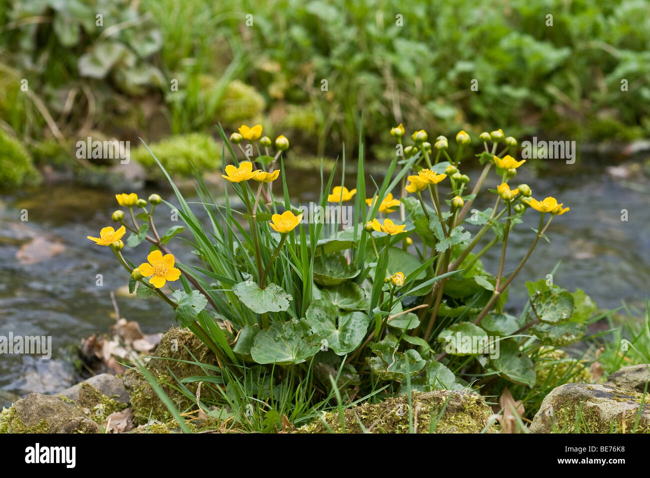 Kingcup (Caltha palustris) at a stream Stock Photo