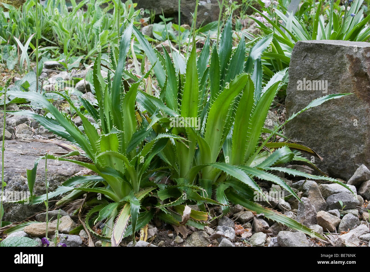 Sea Holly, Eryngium agavifolium Stock Photo