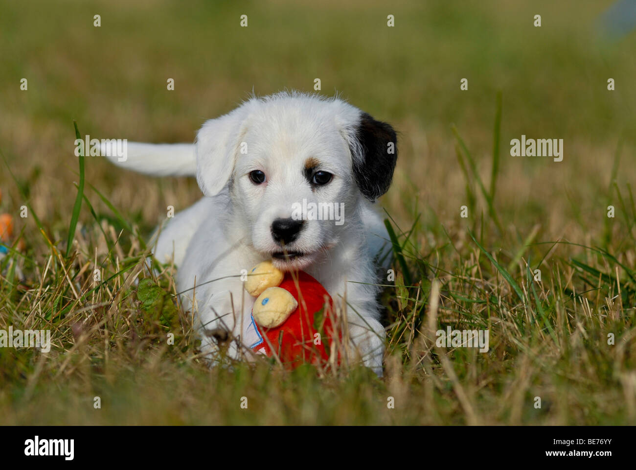 Small Parson Jack Russell terrier with toys Stock Photo