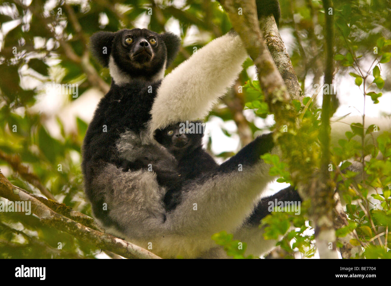 Indri mother and baby Stock Photo