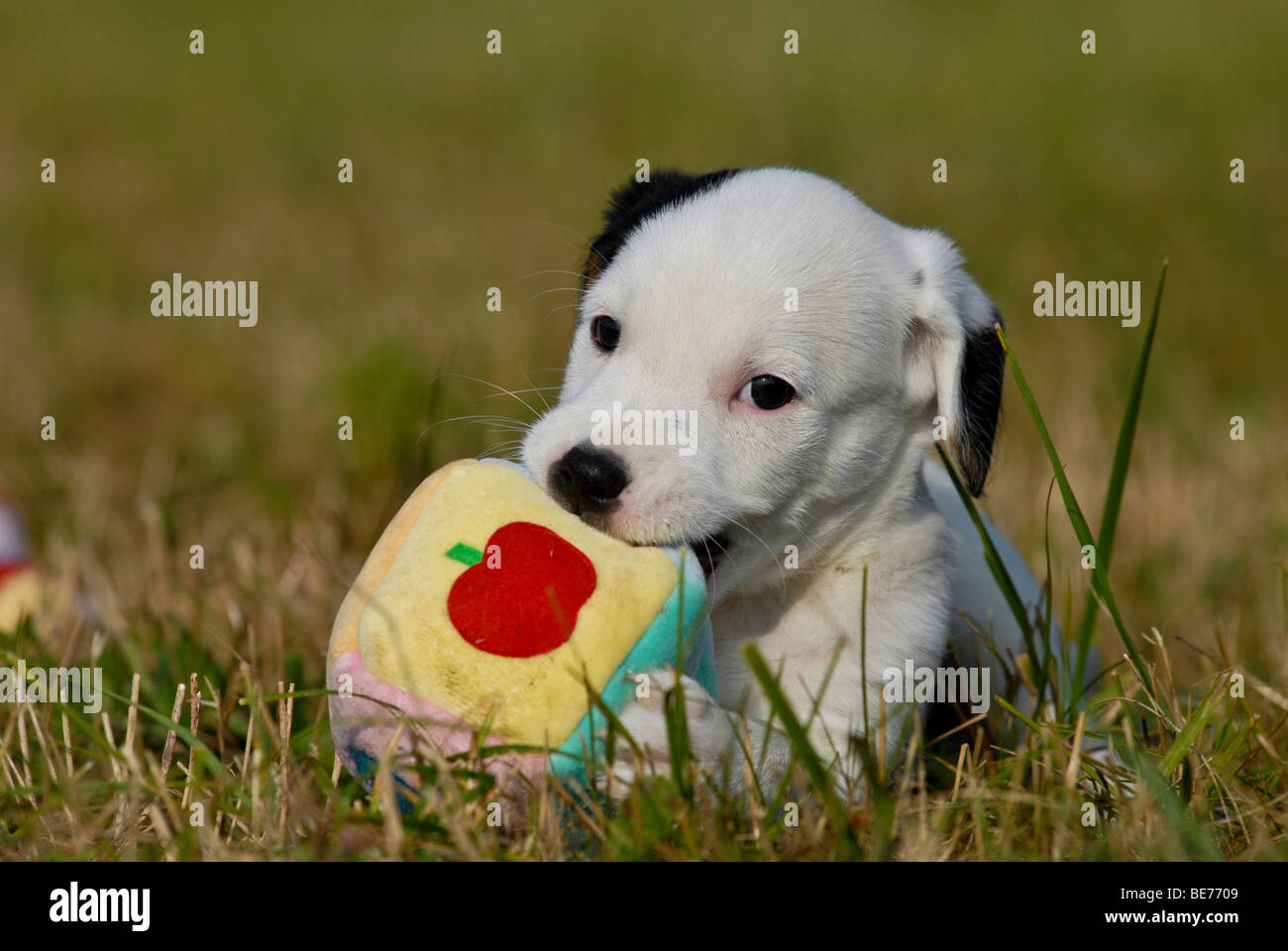 Small Parson Jack Russell Terrier puppy chewing on toys Stock Photo