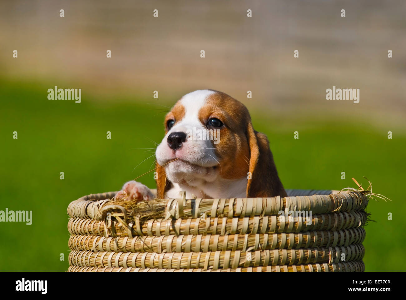 Beagle puppy in a basket Stock Photo