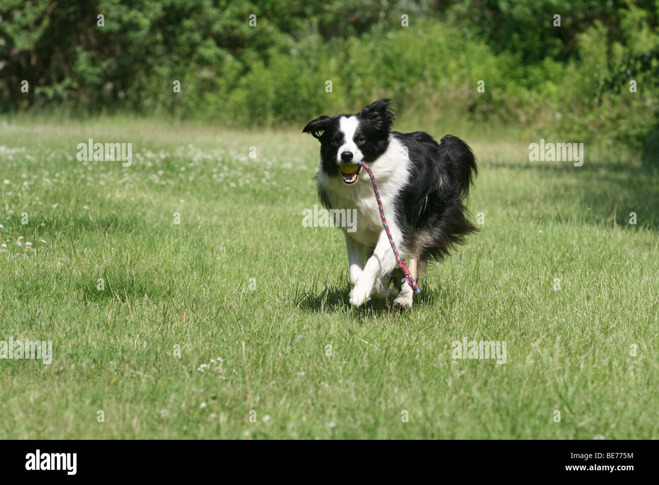 Border Collie running across a meadow Stock Photo - Alamy