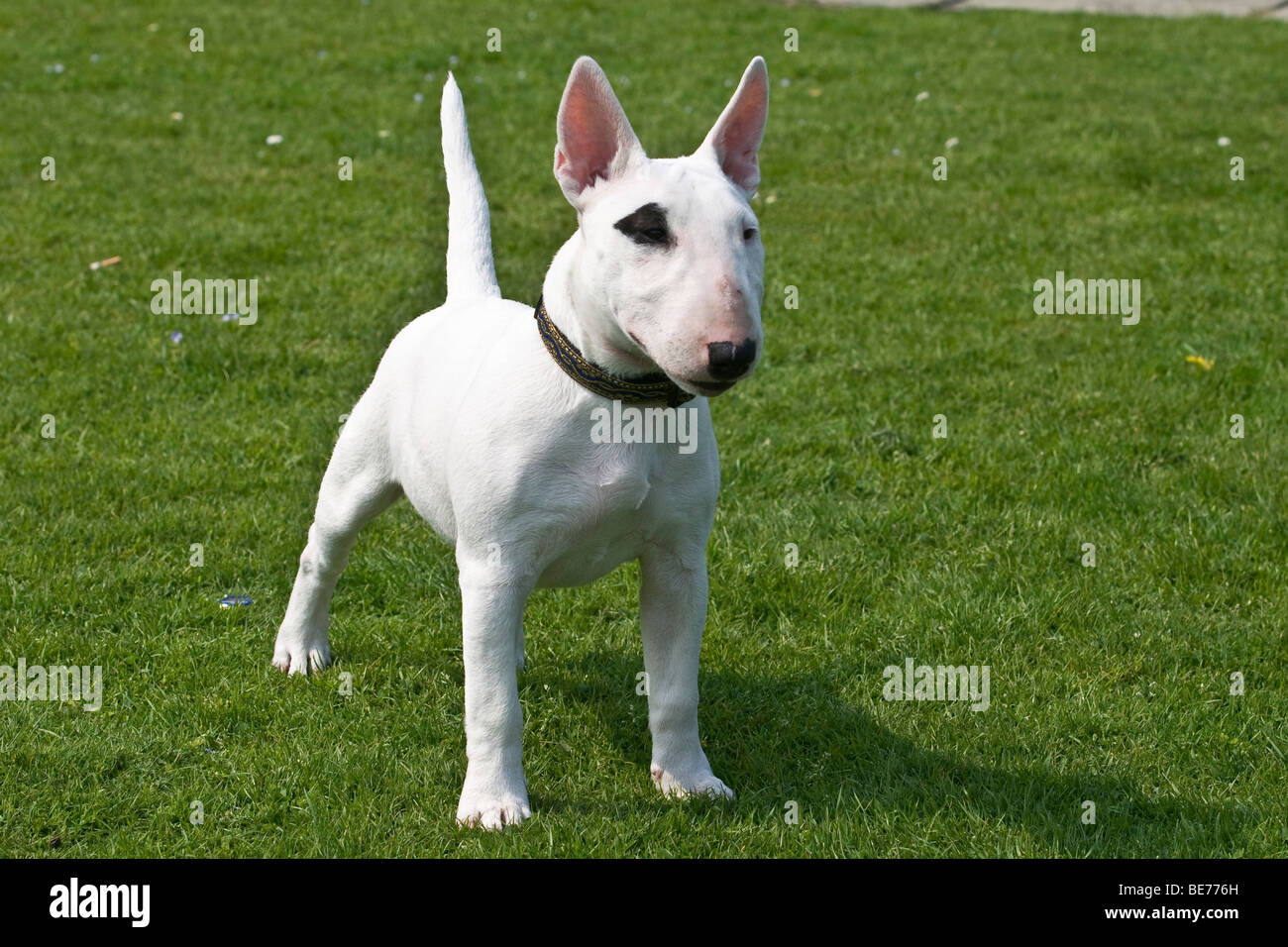 4 month old bull cheap terrier