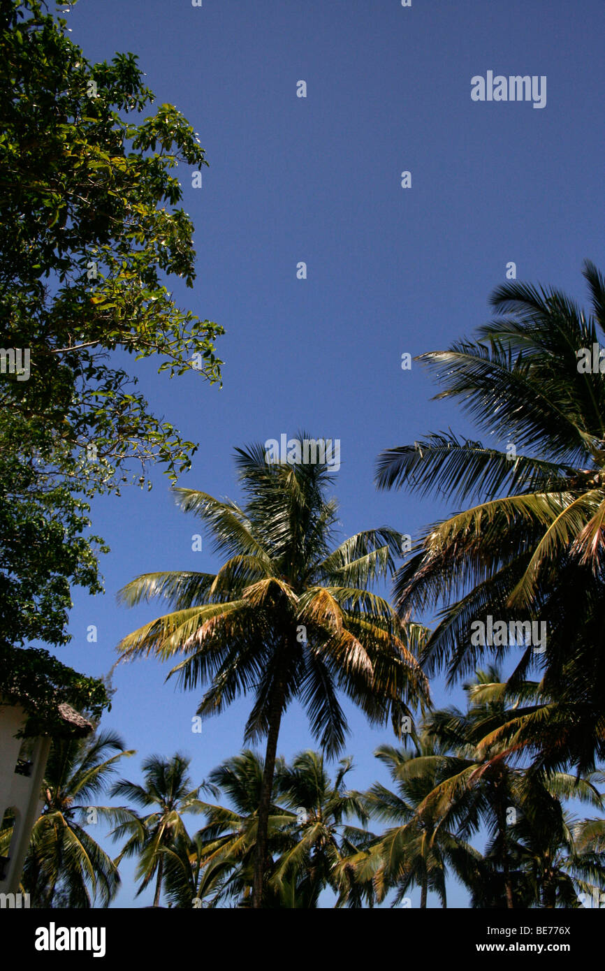 Palm trees against blue sky, Diani Beach Mombasa, Kenya , Africa Stock Photo