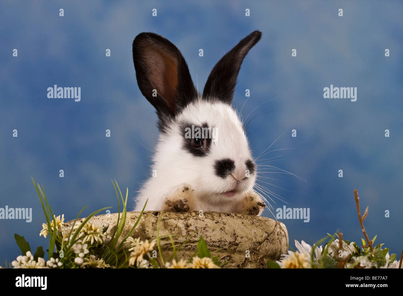 Pet rabbit looking out of a clay dish Stock Photo