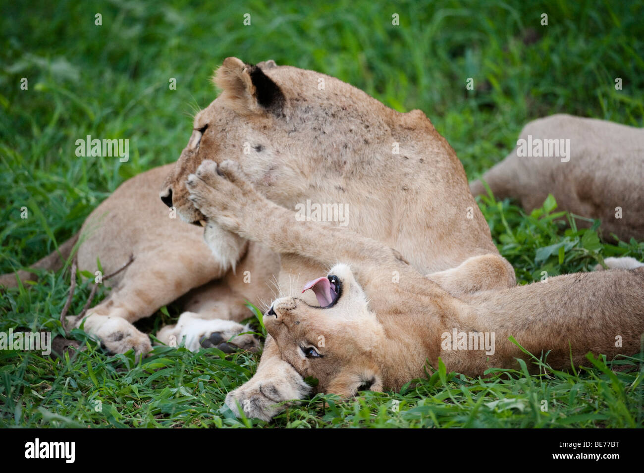 Lion playing with cub (Panthero leo), Kruger National Park, South Africa Stock Photo