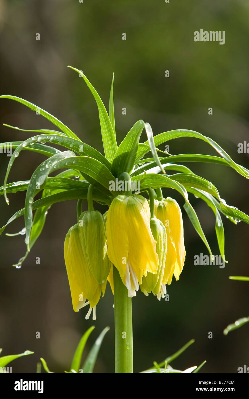 Crown Imperial (Fritillaria imperialis) Stock Photo