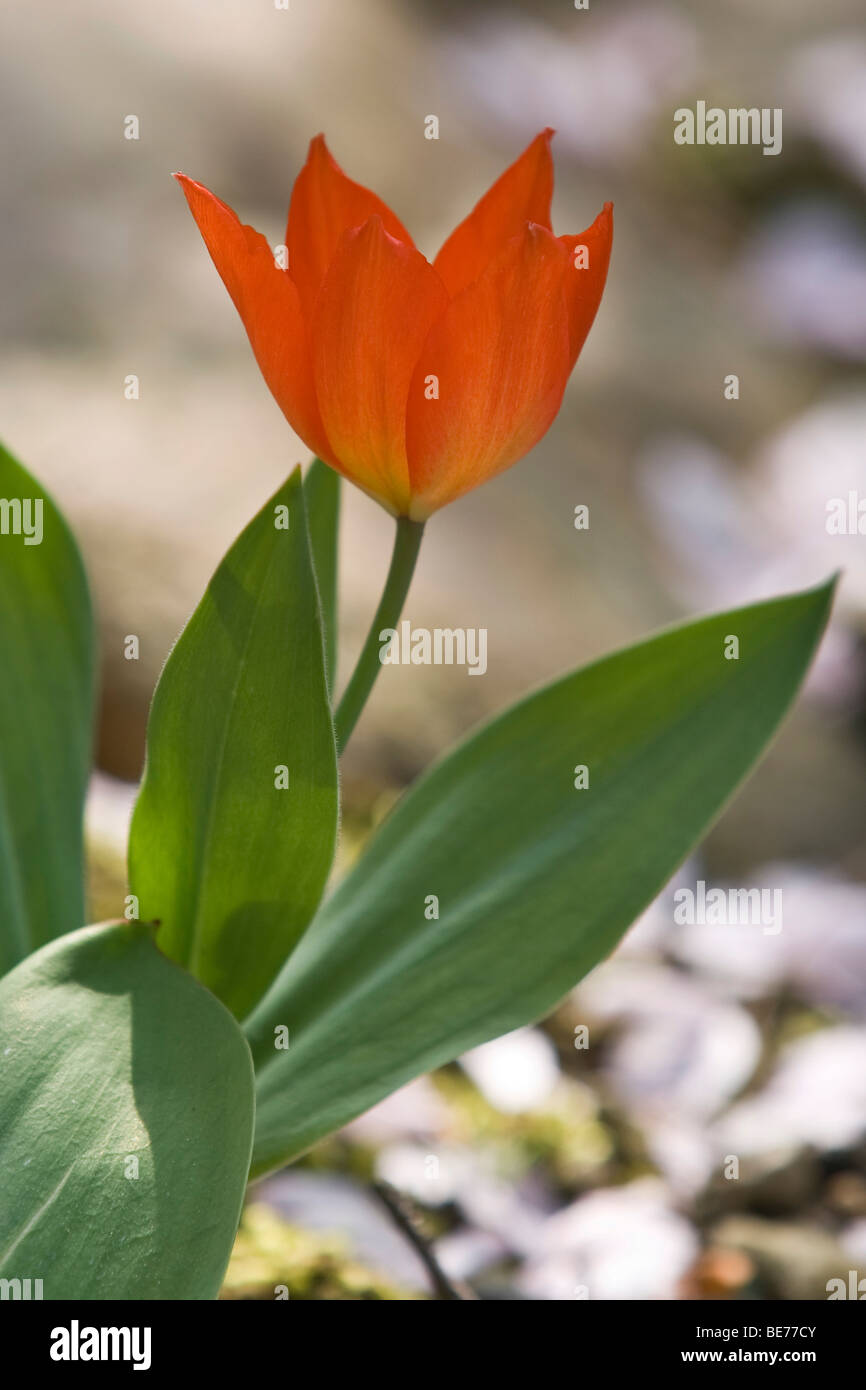 Wild Tulip (Tulipa praestans) Stock Photo