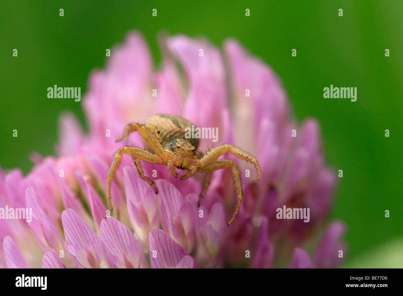 Red crab spider hires stock photography and images Alamy