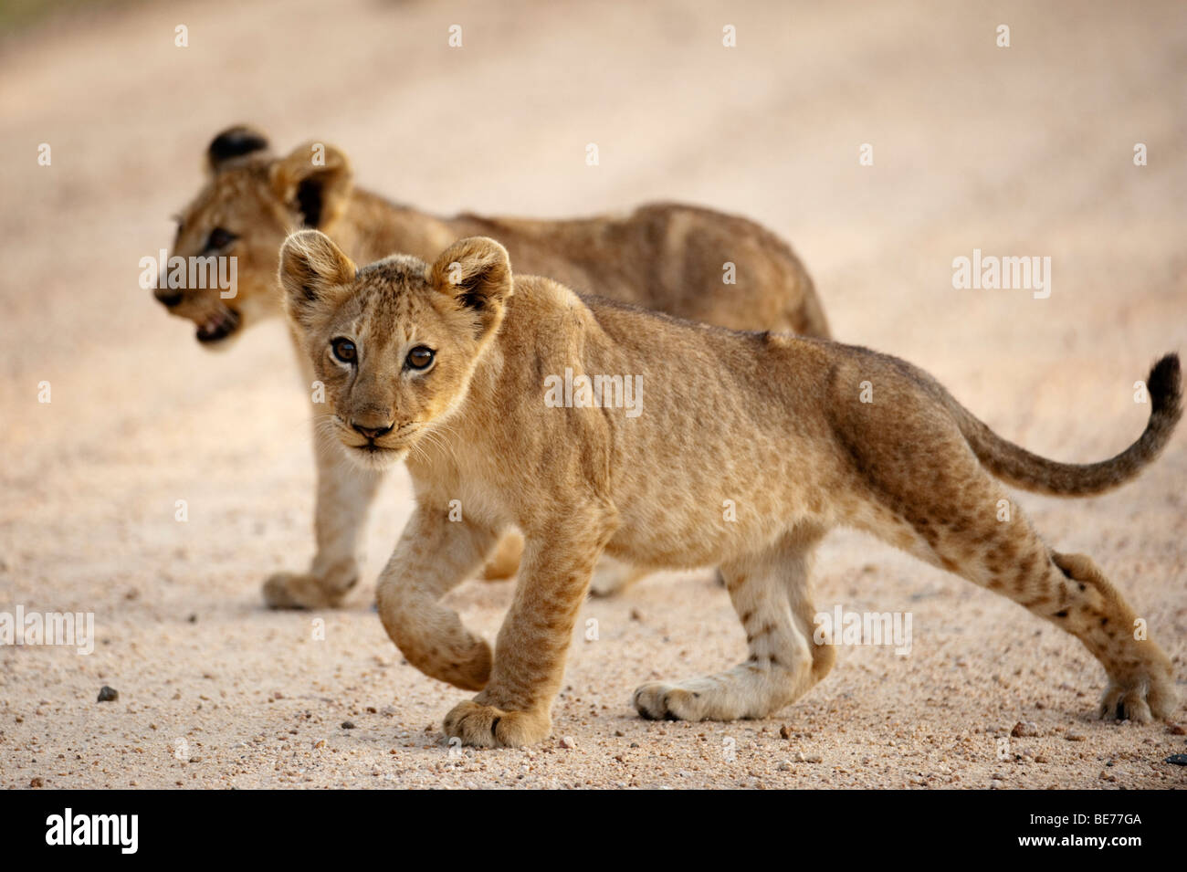 Lion cub (Panthero leo), Kruger National Park, South Africa Stock Photo