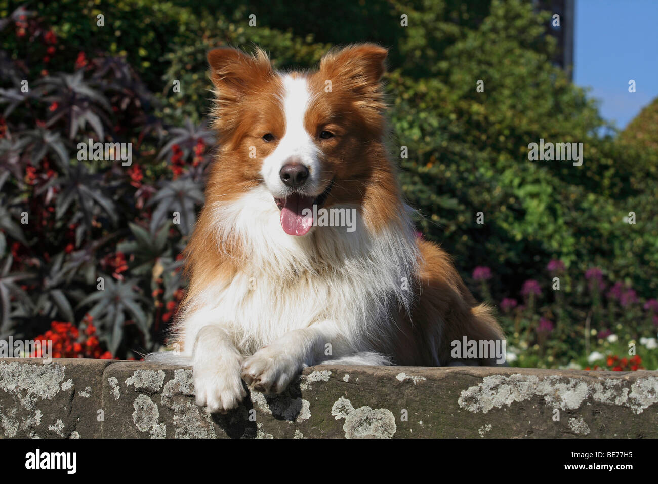 Border Collie Brown White Lying On A Wall Stock Photo Alamy