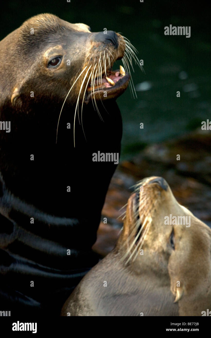 California Sea Lion (Zalophus californianus) - Oregon - USA Stock Photo