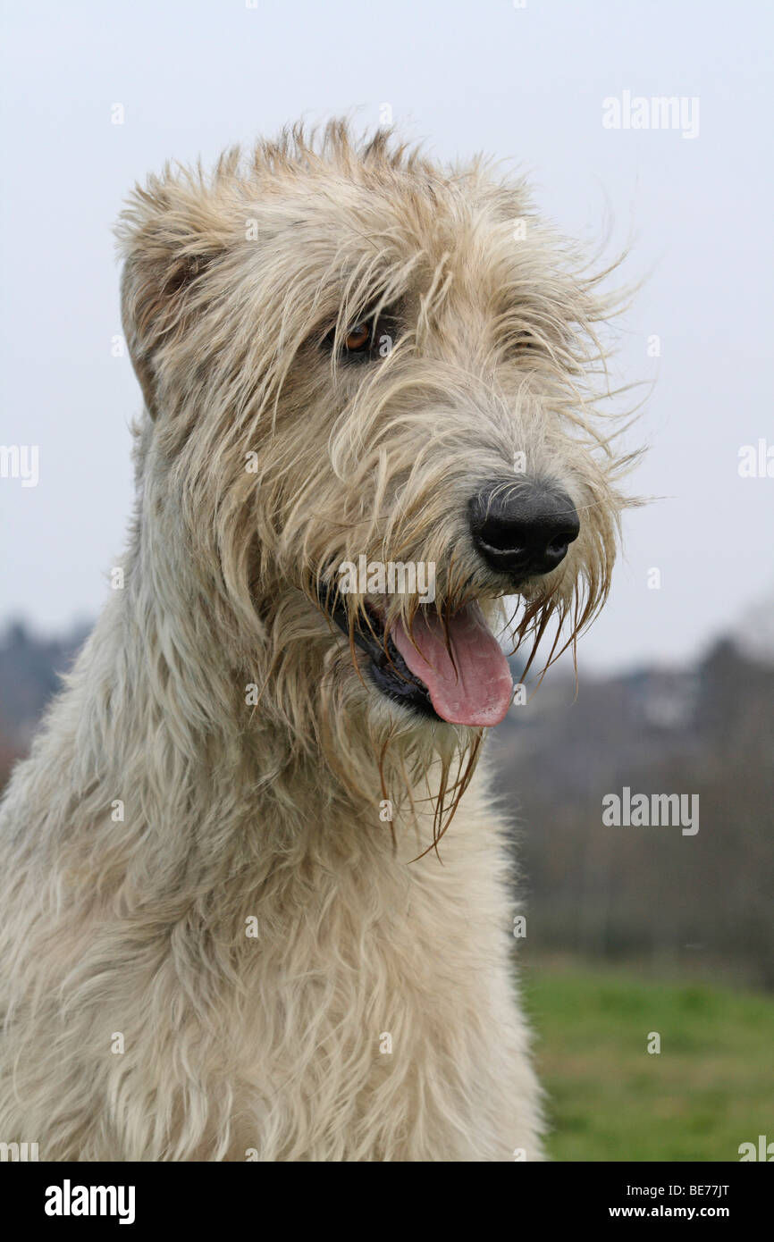 Irish Wolfhound, portrait Stock Photo