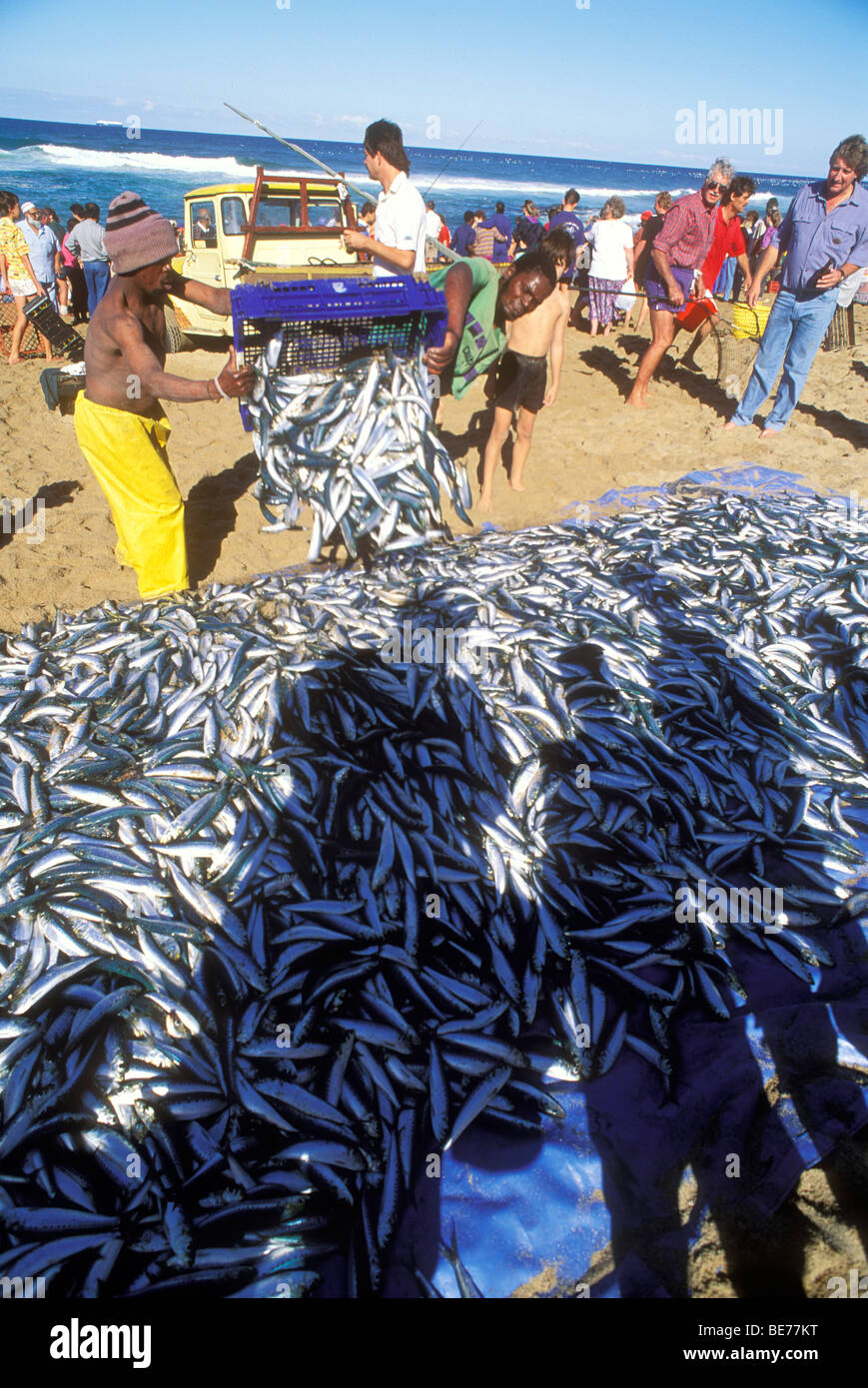 Fishermen harvest sardines along the KwaZulu Natal South Coast during
