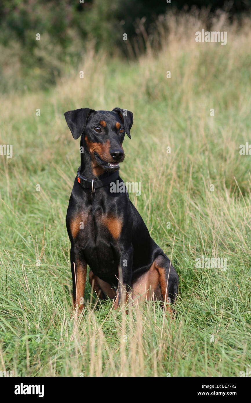 German pinscher hires stock photography and images Alamy
