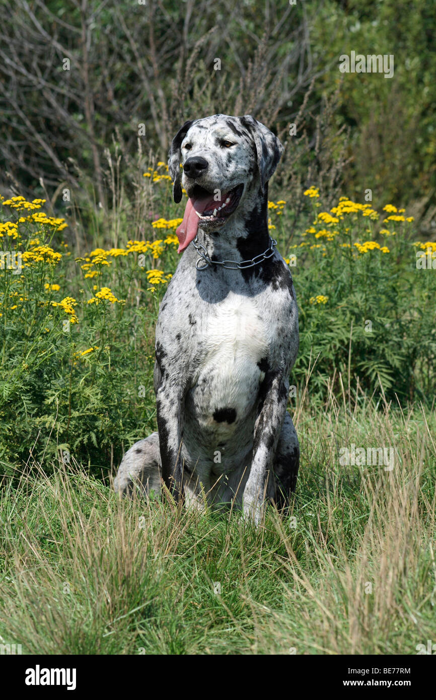 Great Dane, spotted, sitting on a meadow Stock Photo - Alamy