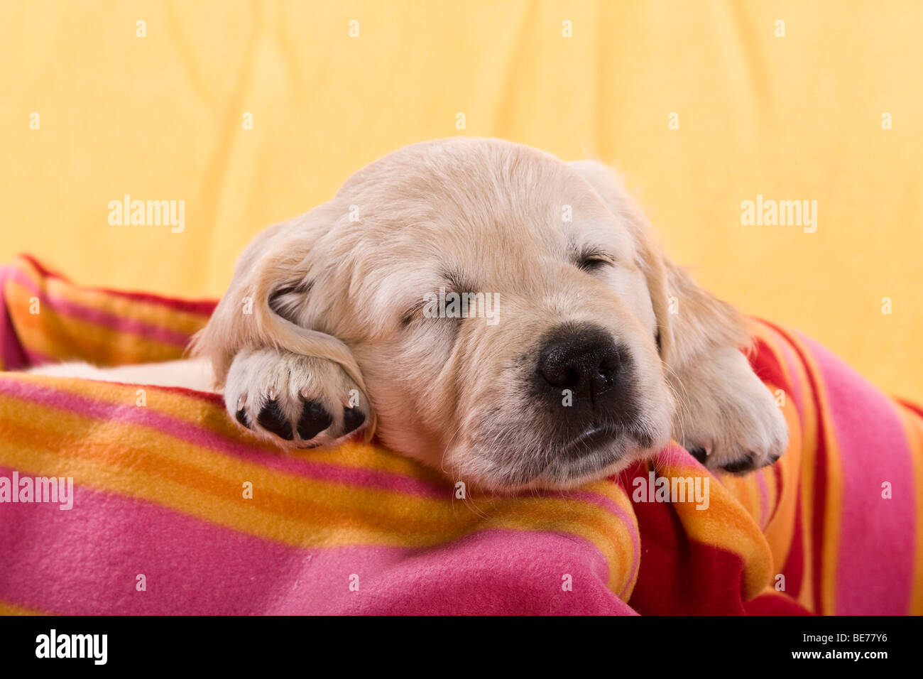 Golden Retriever puppy sleeping on a blanket Stock Photo