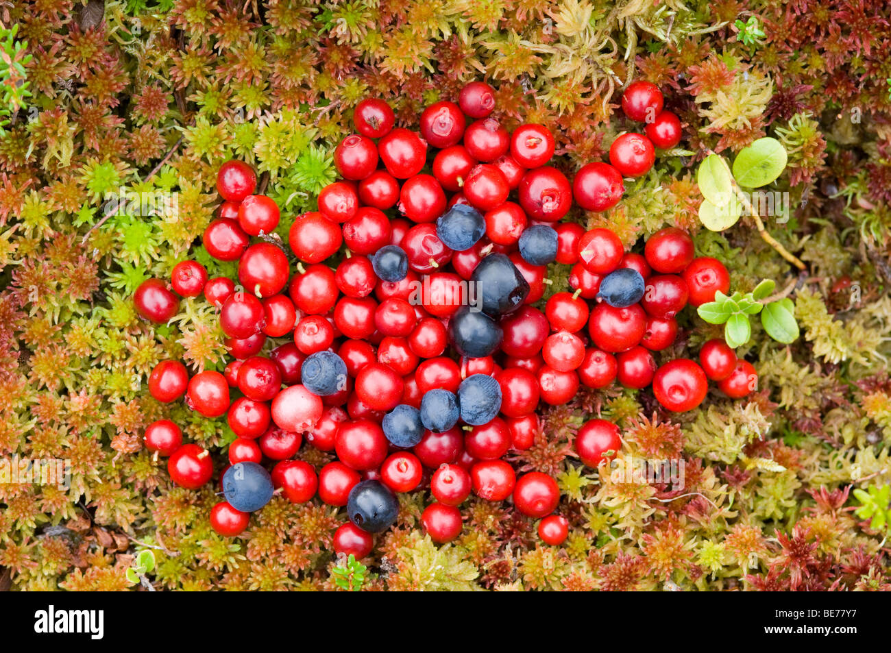 Wild food. Red berries/ fruits of Cowberry, or Lingonberry, Vaccinium vitis-idaea, and black berries of Bilberry, V. myrtillus Stock Photo