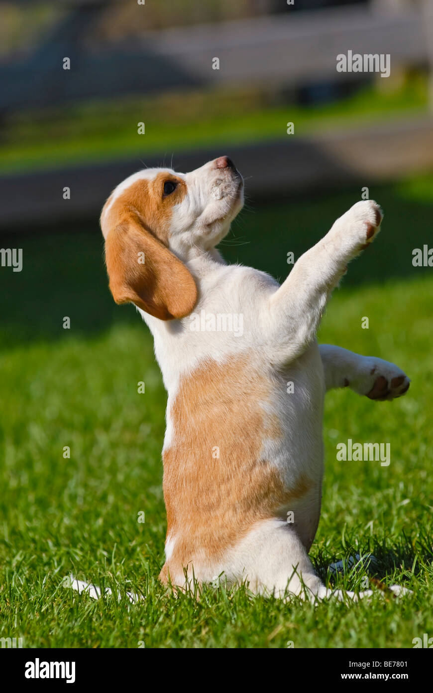 Beagle puppy standing upright Stock Photo