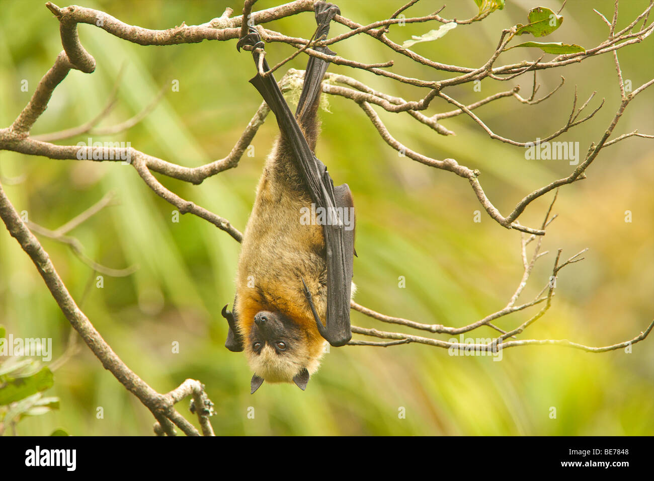 Madagascar flying fox Stock Photo Alamy