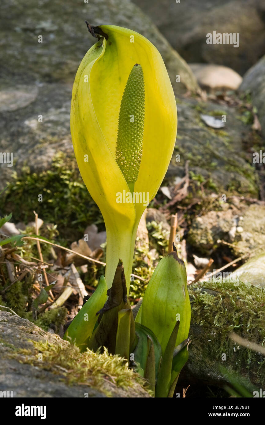 Western Skunk Cabbage (Lysichiton americanus Stock Photo - Alamy