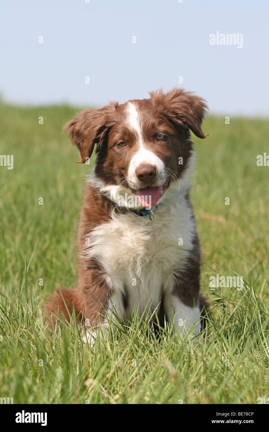 Collie welpen hi-res stock photography and images - Alamy