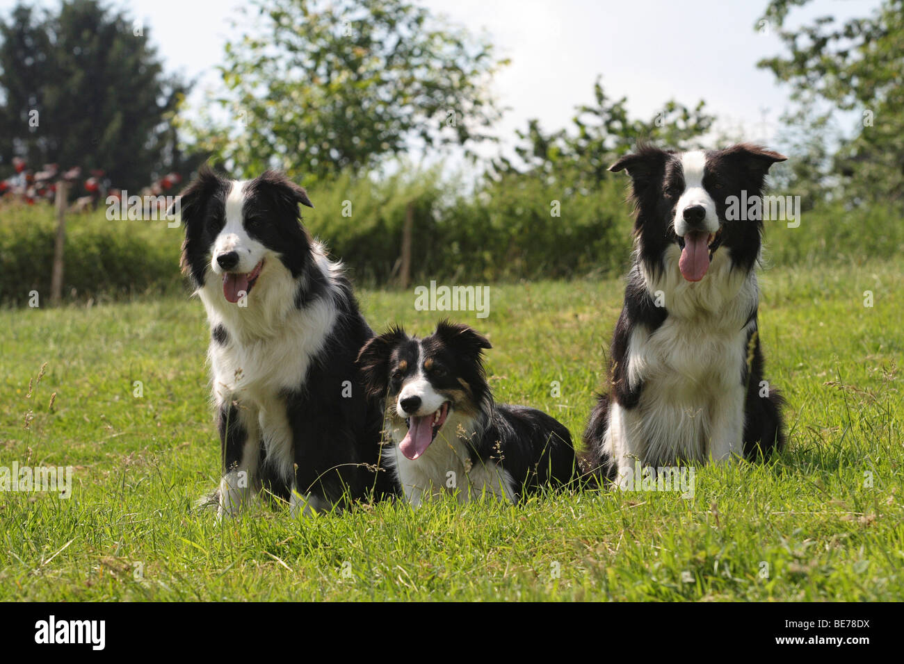 Bordr Collie Puppy Is Lying In The Garden Stock Photo, Picture and Royalty  Free Image. Image 85103562.