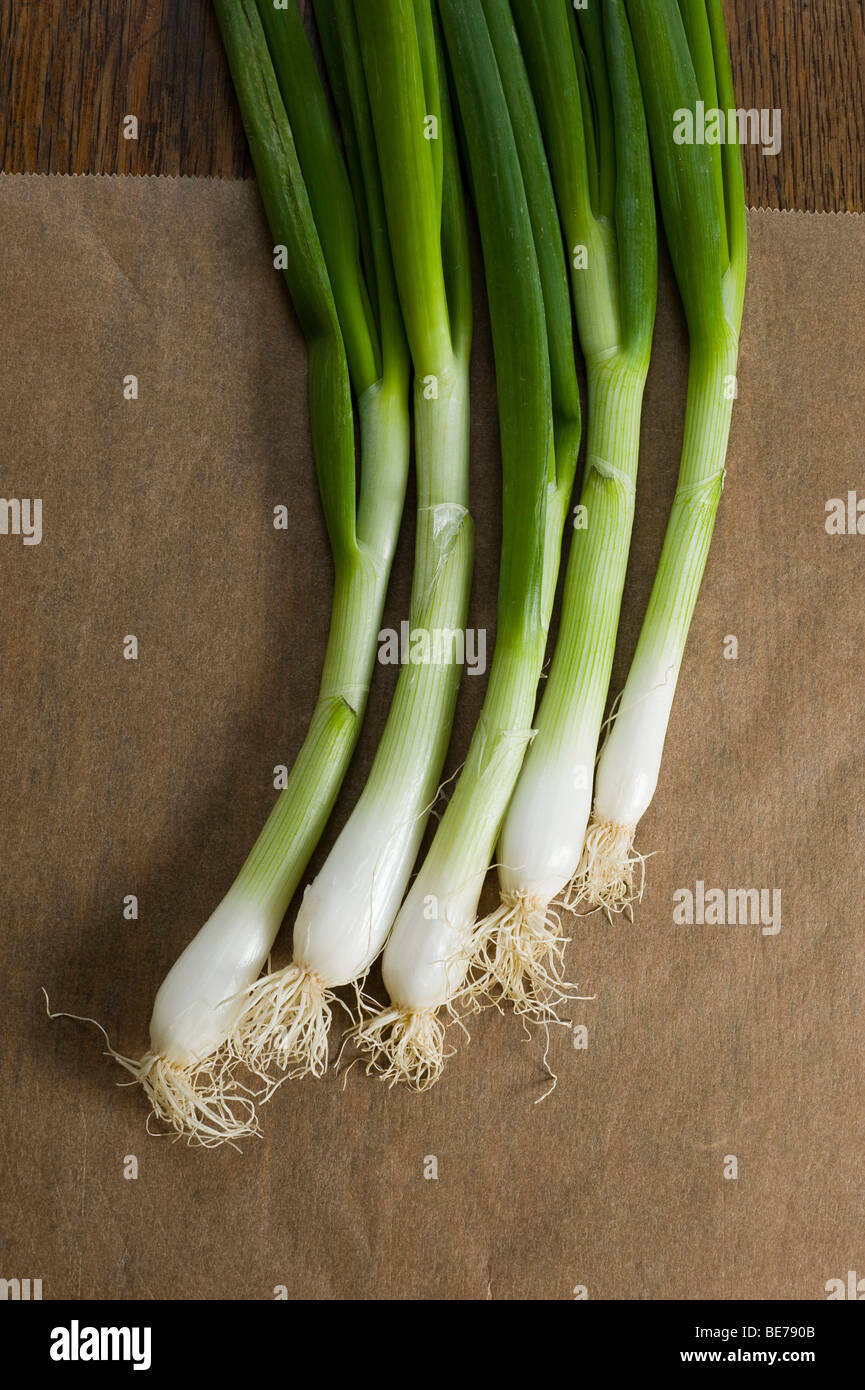 Spring onion, spring onion (Allium fistulosum) Stock Photo