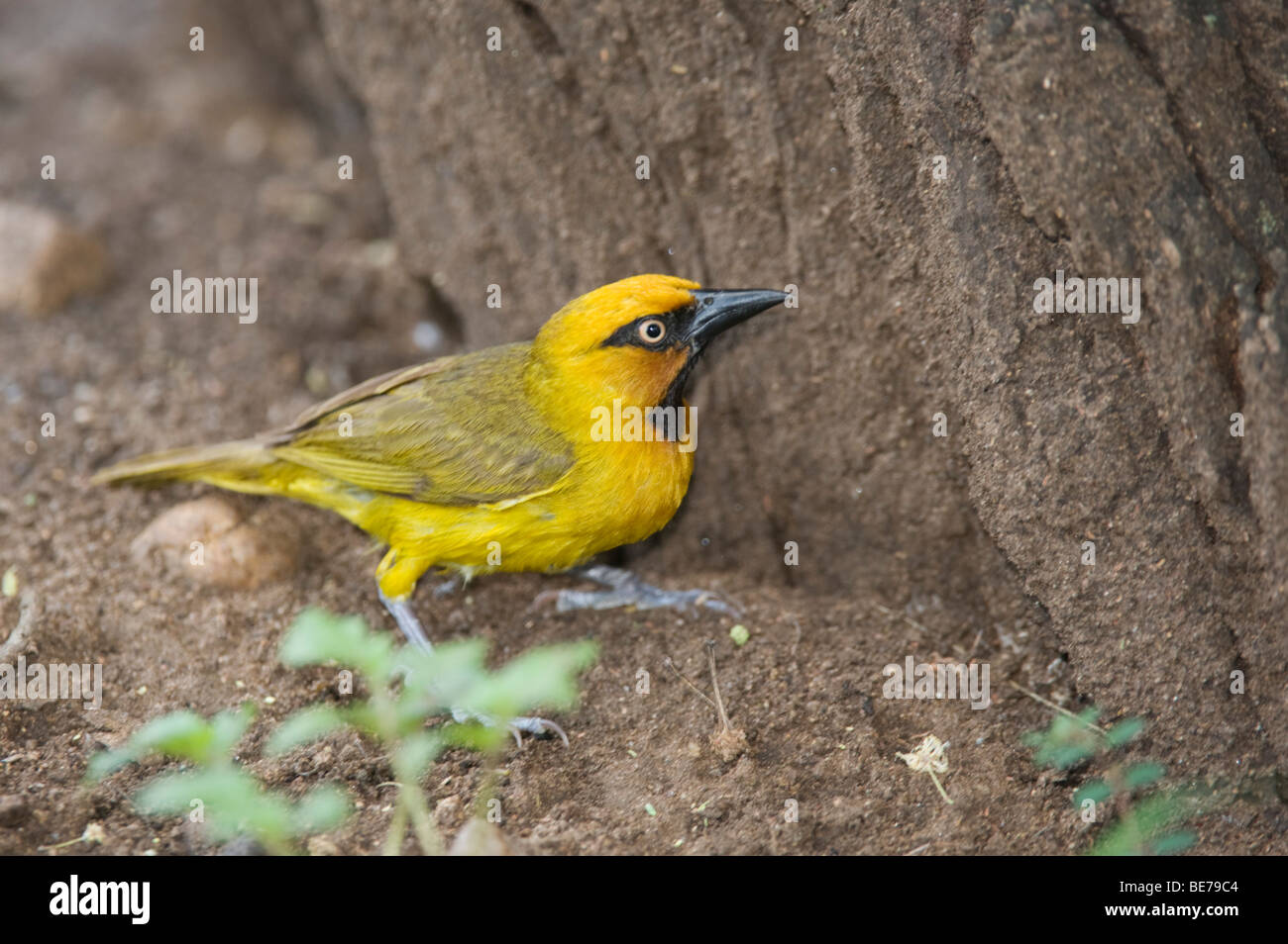 Spectacled weaver, Ploceus ocularis, Kruger National Park, South Africa