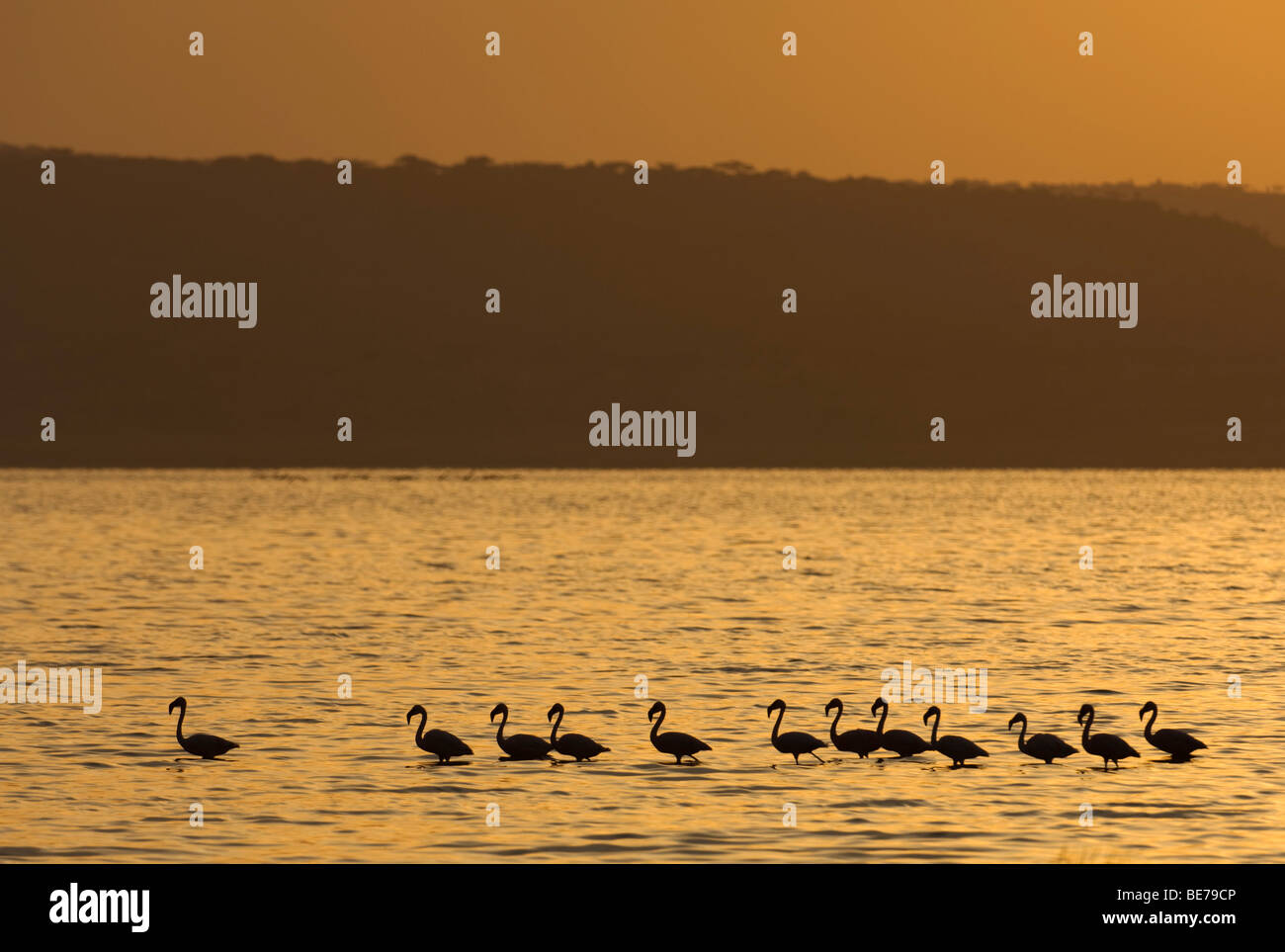 Abiata shala national park hires stock photography and images Alamy