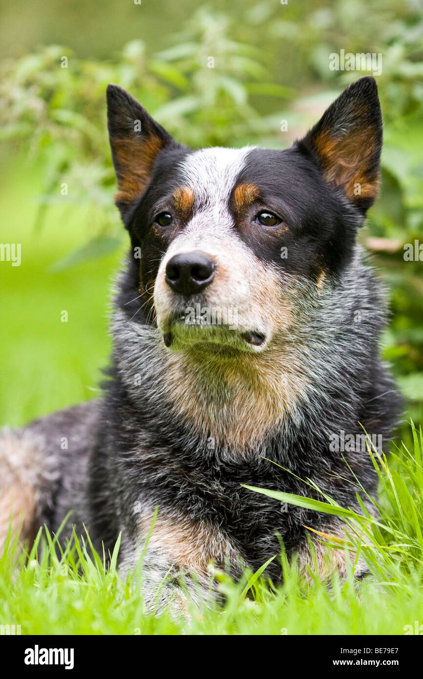 Australian Cattle Dog, portrait Stock Photo