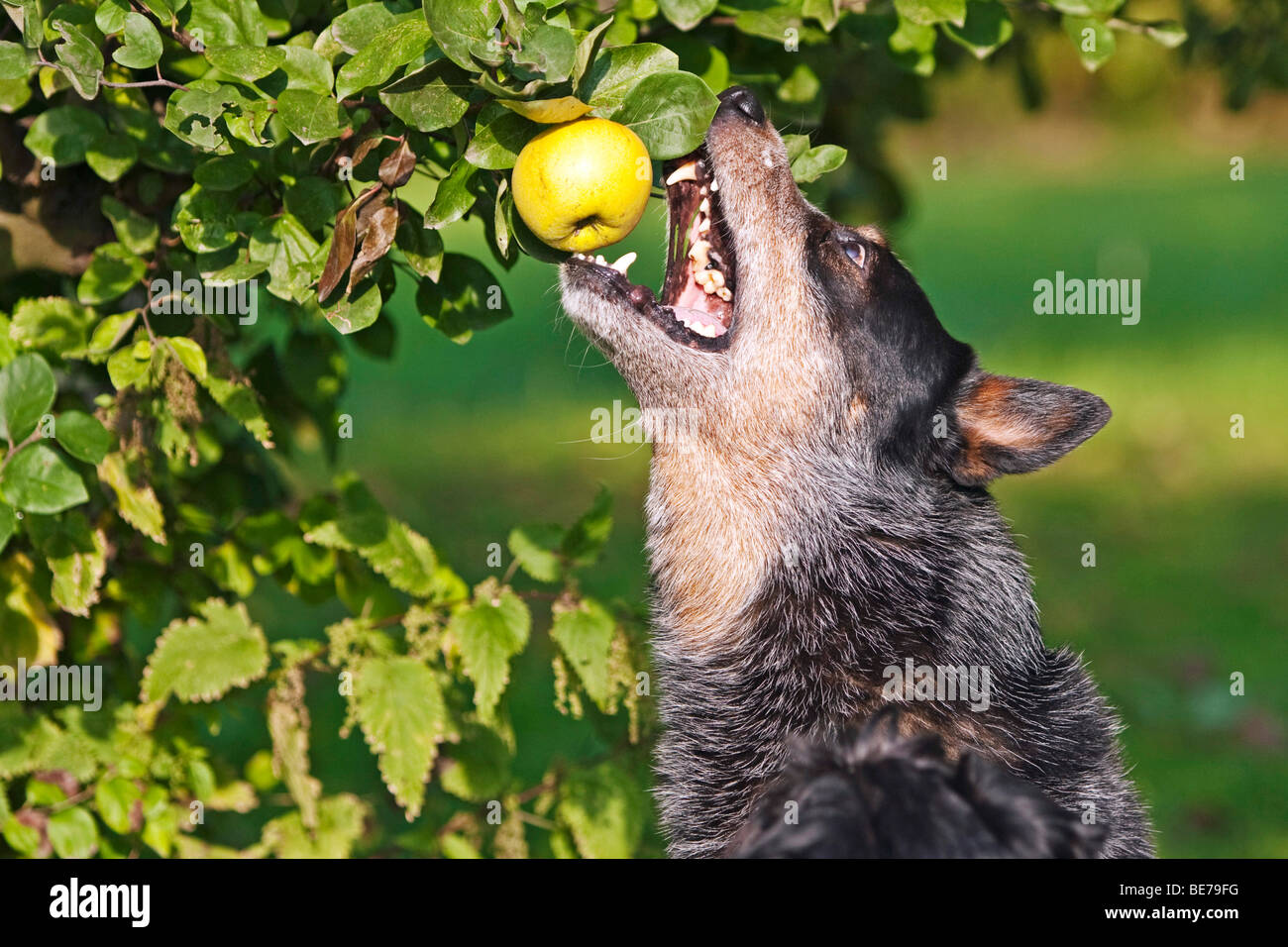 Australian Cattle Dog picking an apple Stock Photo