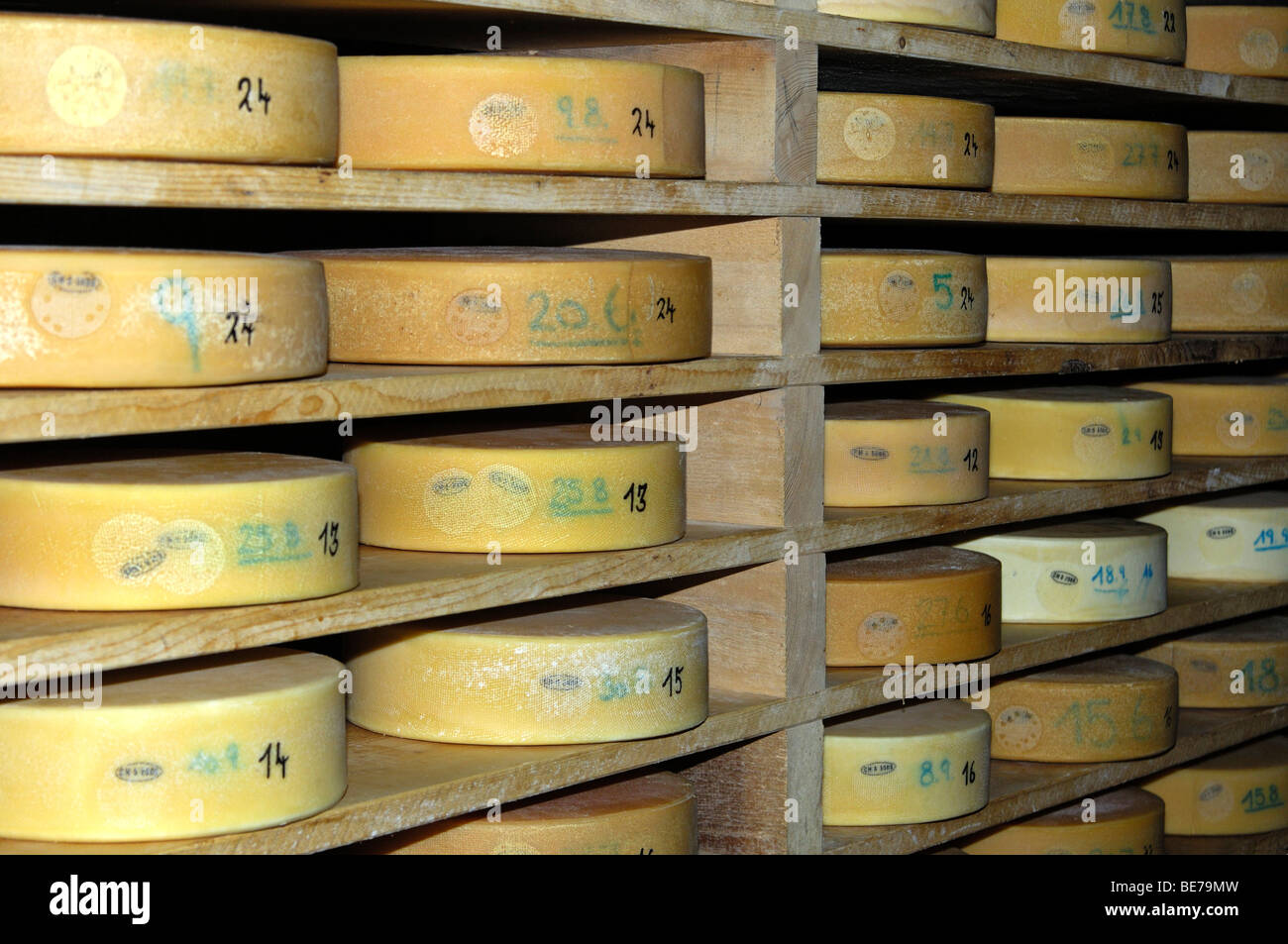 Wheels of Swiss Alp cheese in the storehouse of a cheese dairy