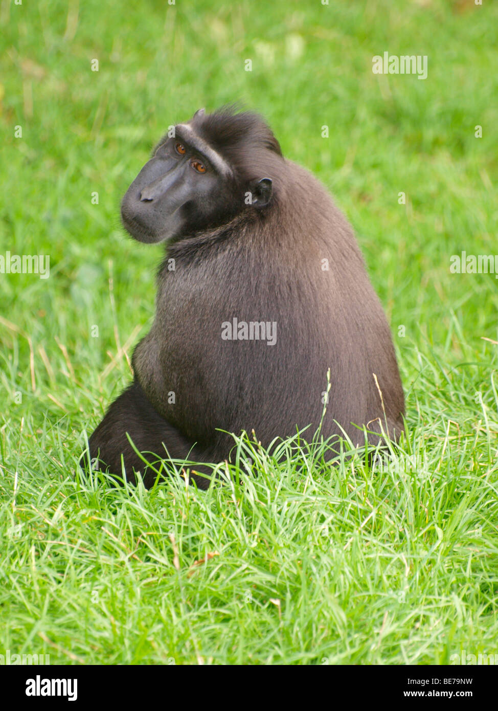 Sulawesi Crested Black Macaque, Macaca nigra, Critically endangered species. Stock Photo