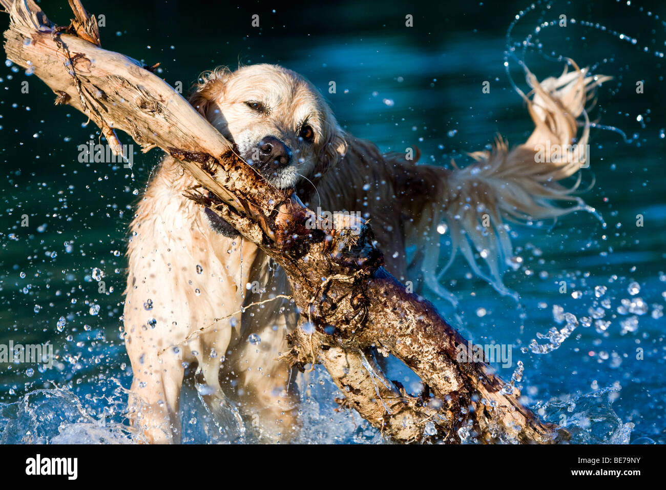 Golden Retriever playing with a big stick Stock Photo - Alamy