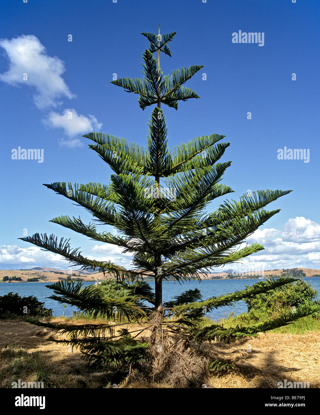 Norfolk Island Pine (Araucaria heterophylla), New Zealand Stock Photo