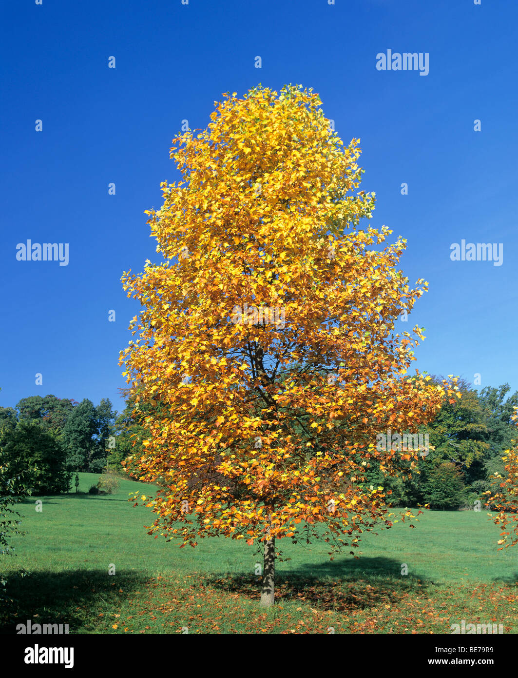 Young Maple tree (Acer) in autumn, autumnal foliage, Germany, Europe Stock Photo