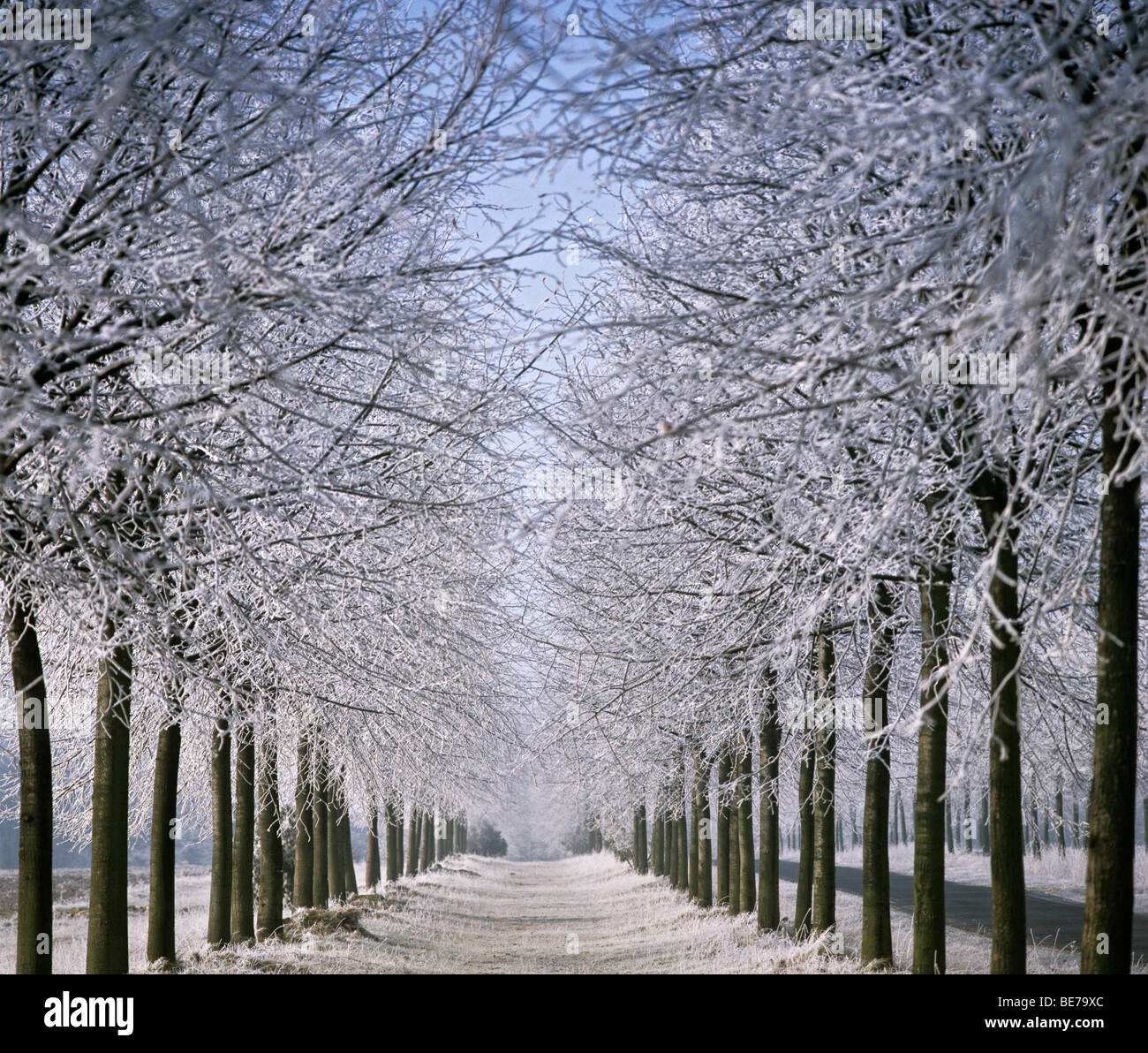 Lime-lined road in winter, Lime tree (Tilia) Stock Photo