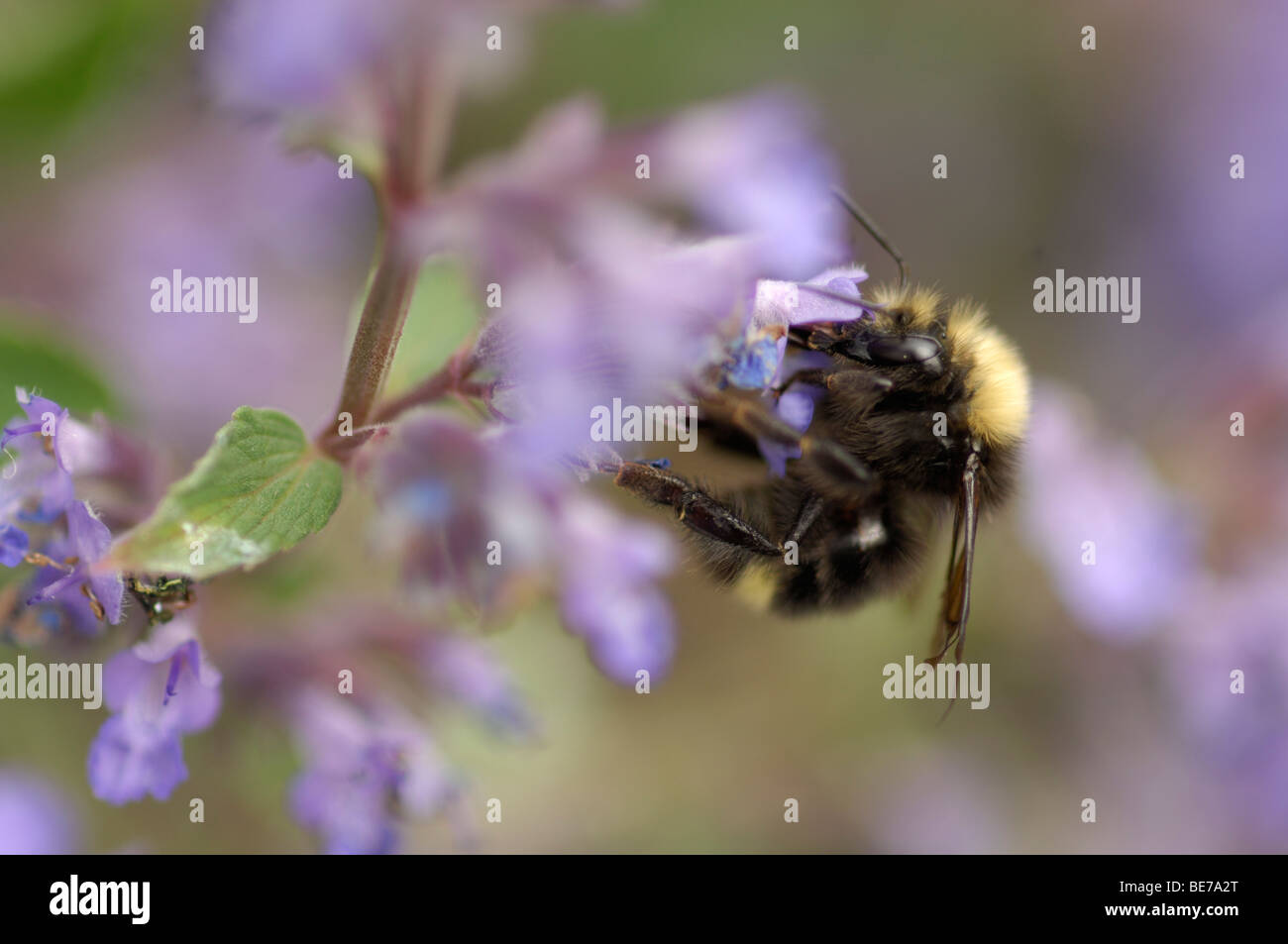 Bumble bee, feeding from flower Stock Photo
