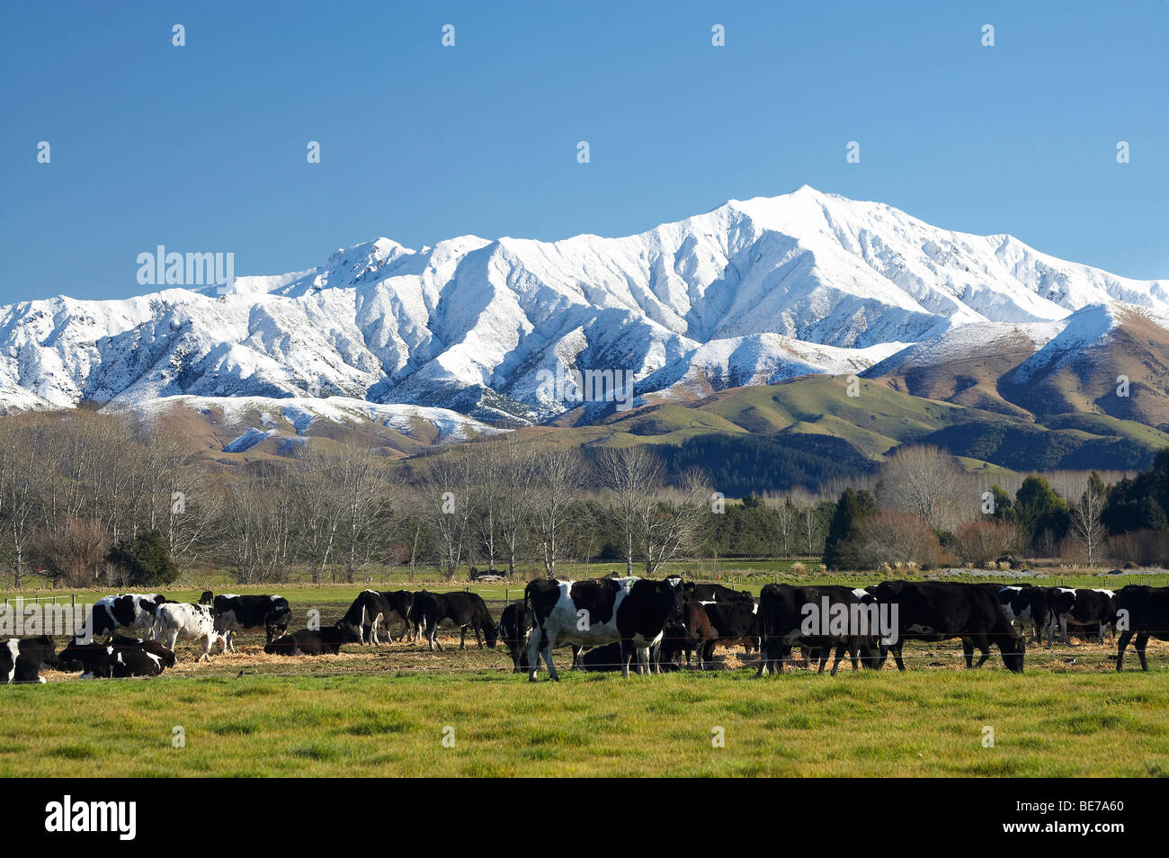 Dairy Cows and Snow-capped Mountains near Geraldine, Mid Canterbury, South Island, New Zealand Stock Photo
