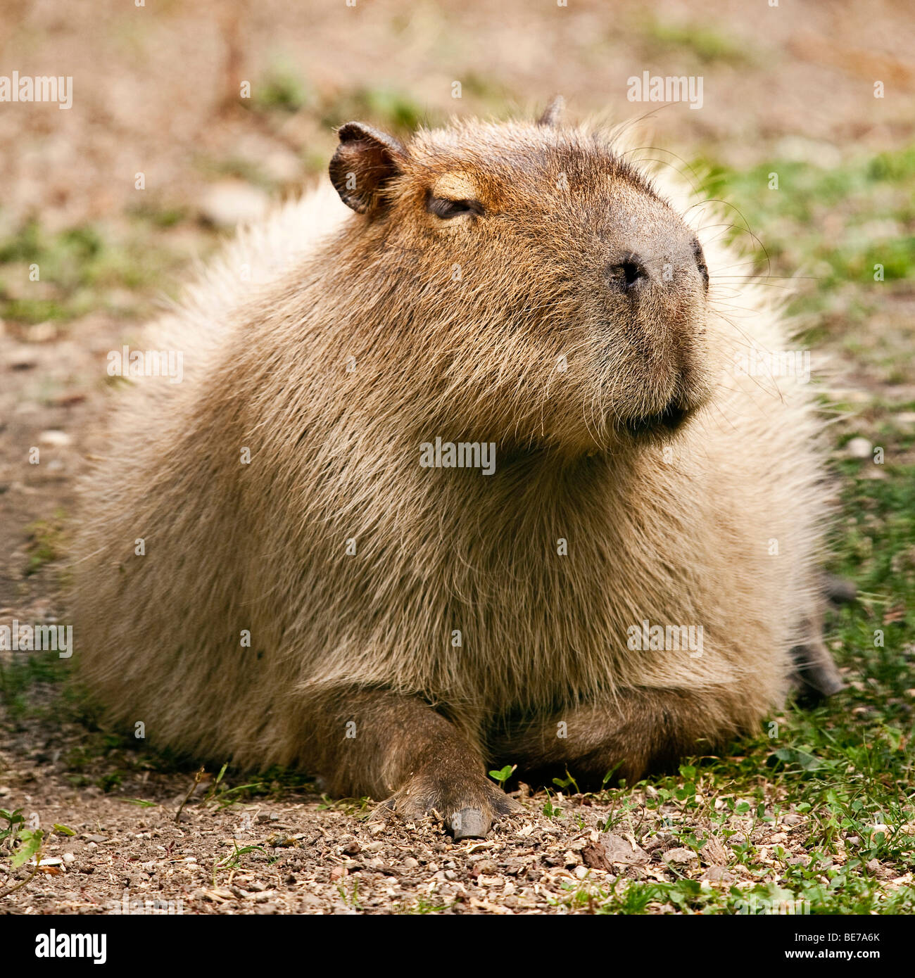 Capybara or water hog (Hydrochoerus hydrochaeris Stock Photo Alamy