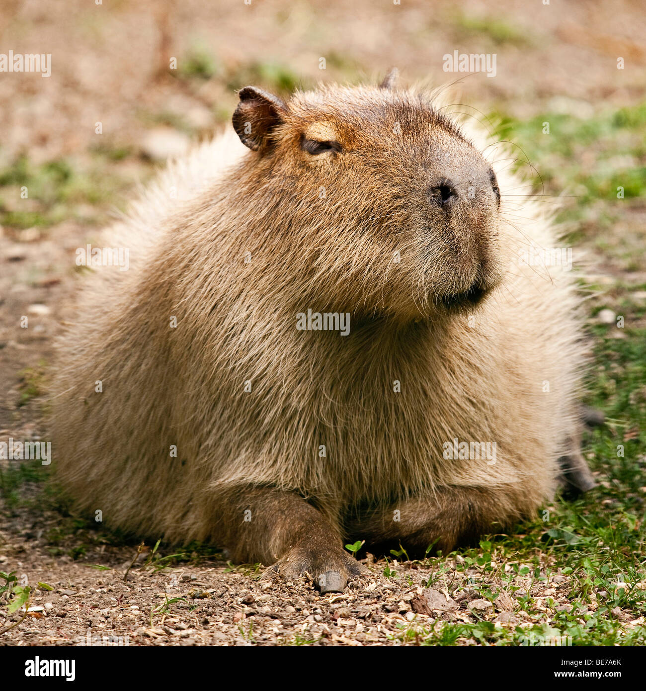 https://c8.alamy.com/comp/BE7A6K/capybara-or-water-hog-hydrochoerus-hydrochaeris-BE7A6K.jpg
