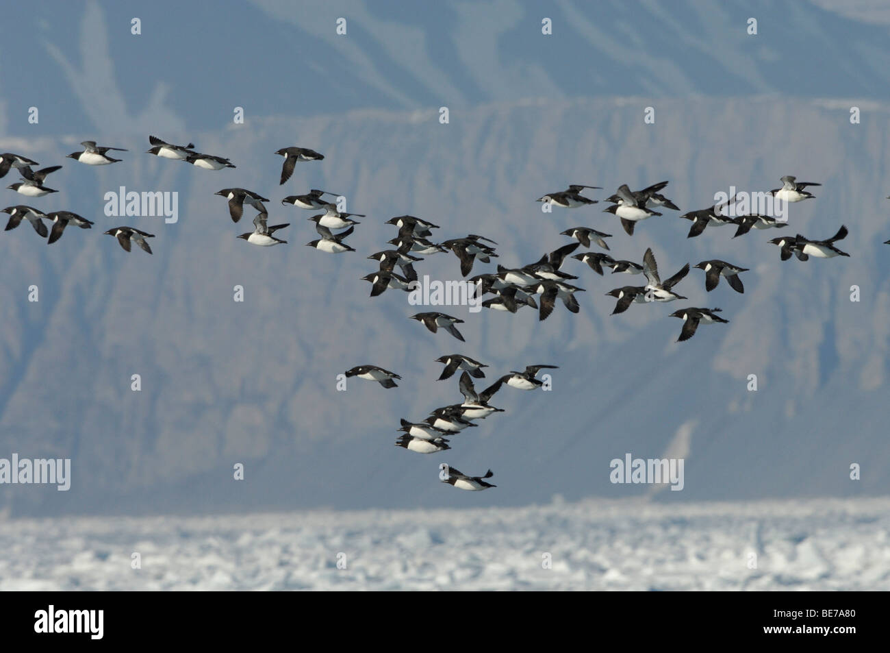 Brunnich's guillemot or thick-billed murre (Uria lomvia) flying Stock Photo